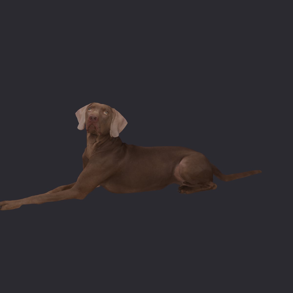 Weimaraner — Lying Pose
