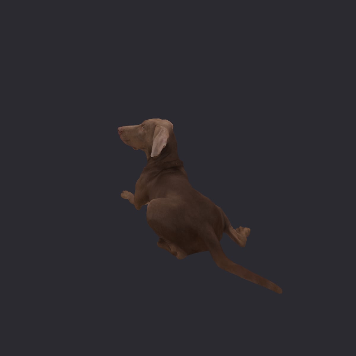 Weimaraner — Lying Pose — thumbnail 2