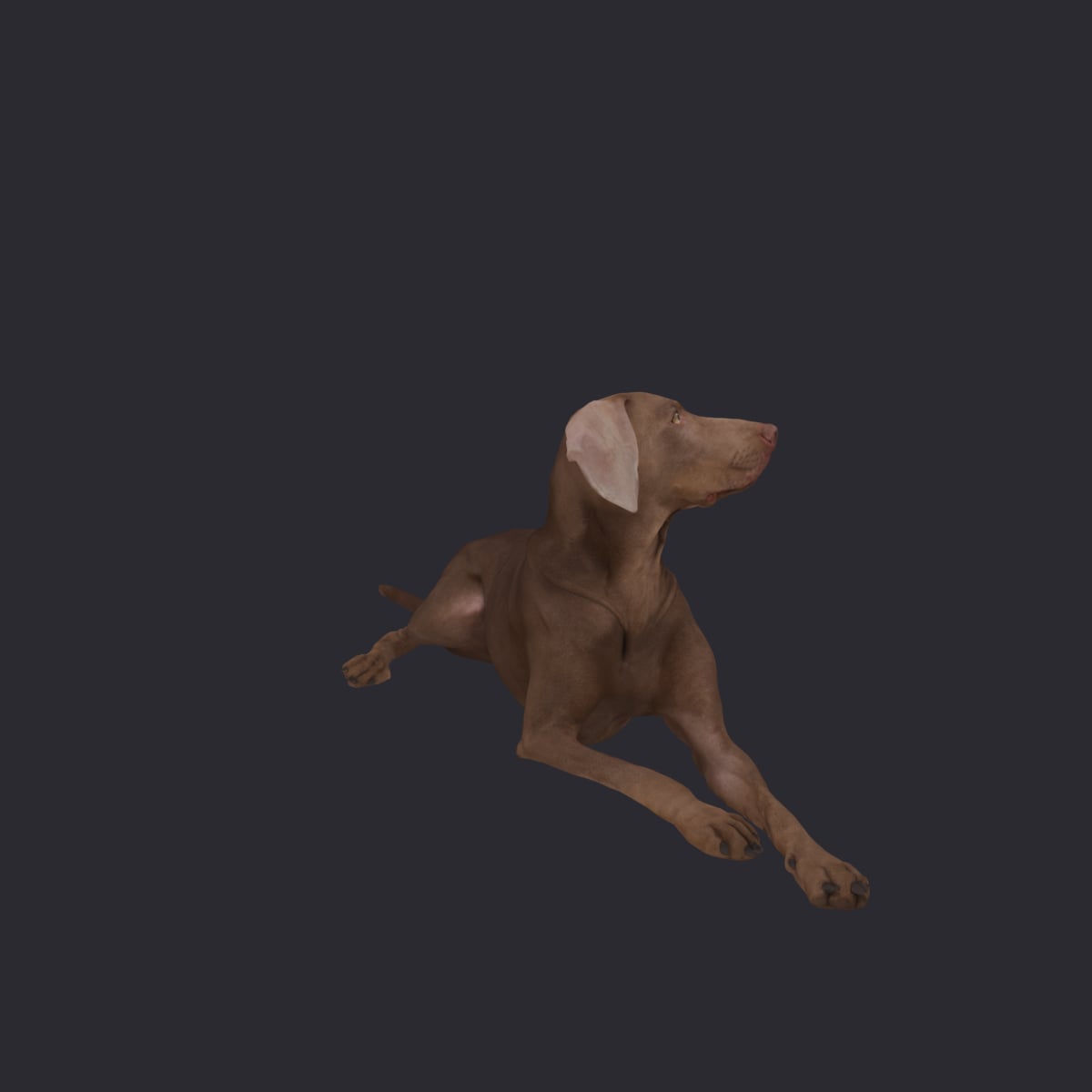 Weimaraner — Lying Pose — thumbnail 4