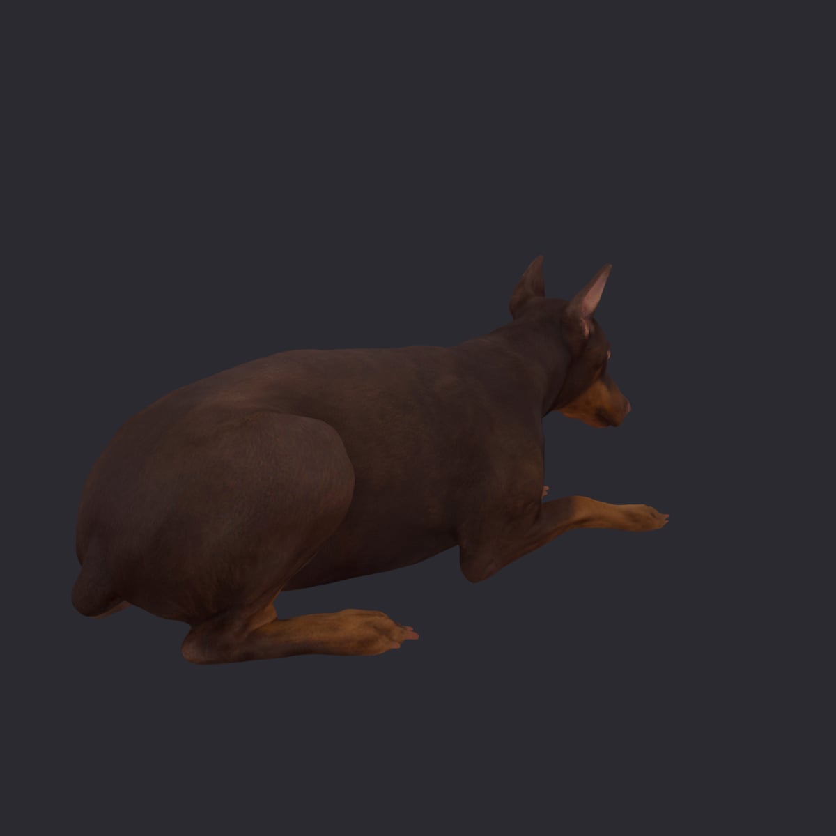 Doberman Pinscher — Lying Pose, Cropped Ears — thumbnail 3