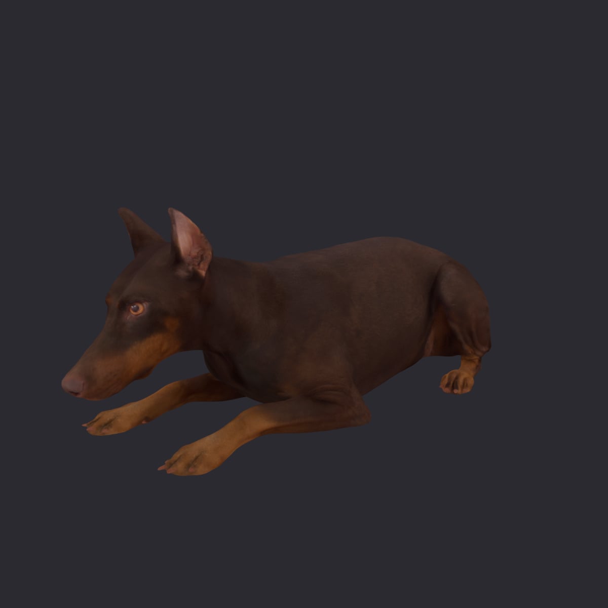 Doberman Pinscher — Lying Pose, Cropped Ears