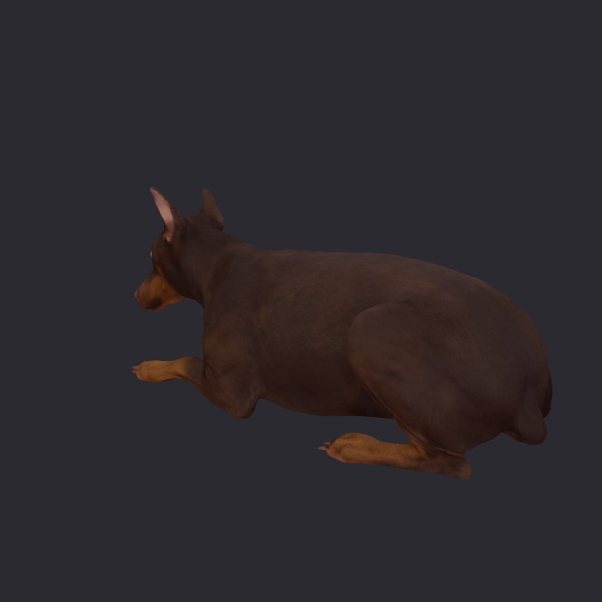 Doberman Pinscher — Lying Pose, Cropped Ears — thumbnail 2