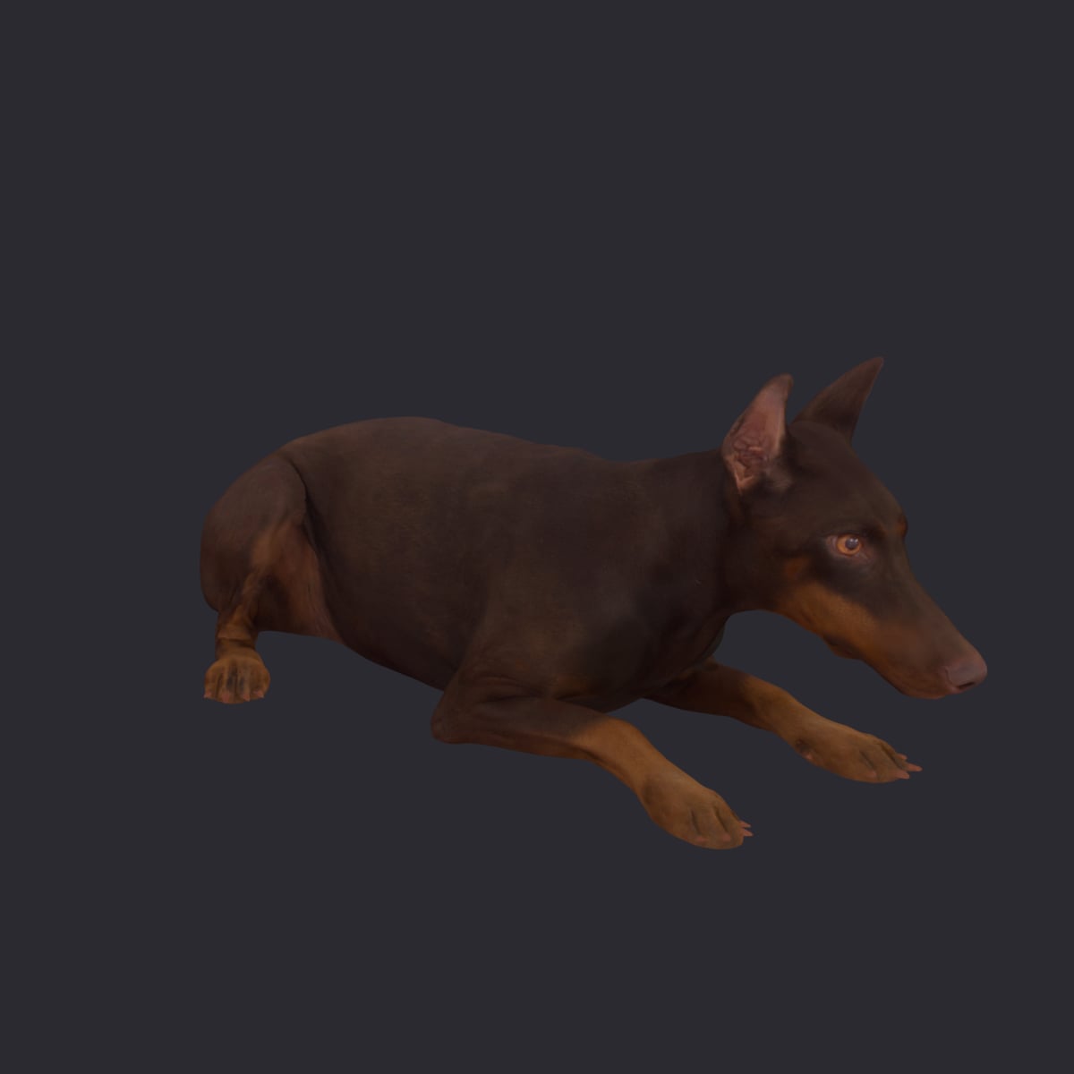 Doberman Pinscher — Lying Pose, Cropped Ears — thumbnail 4