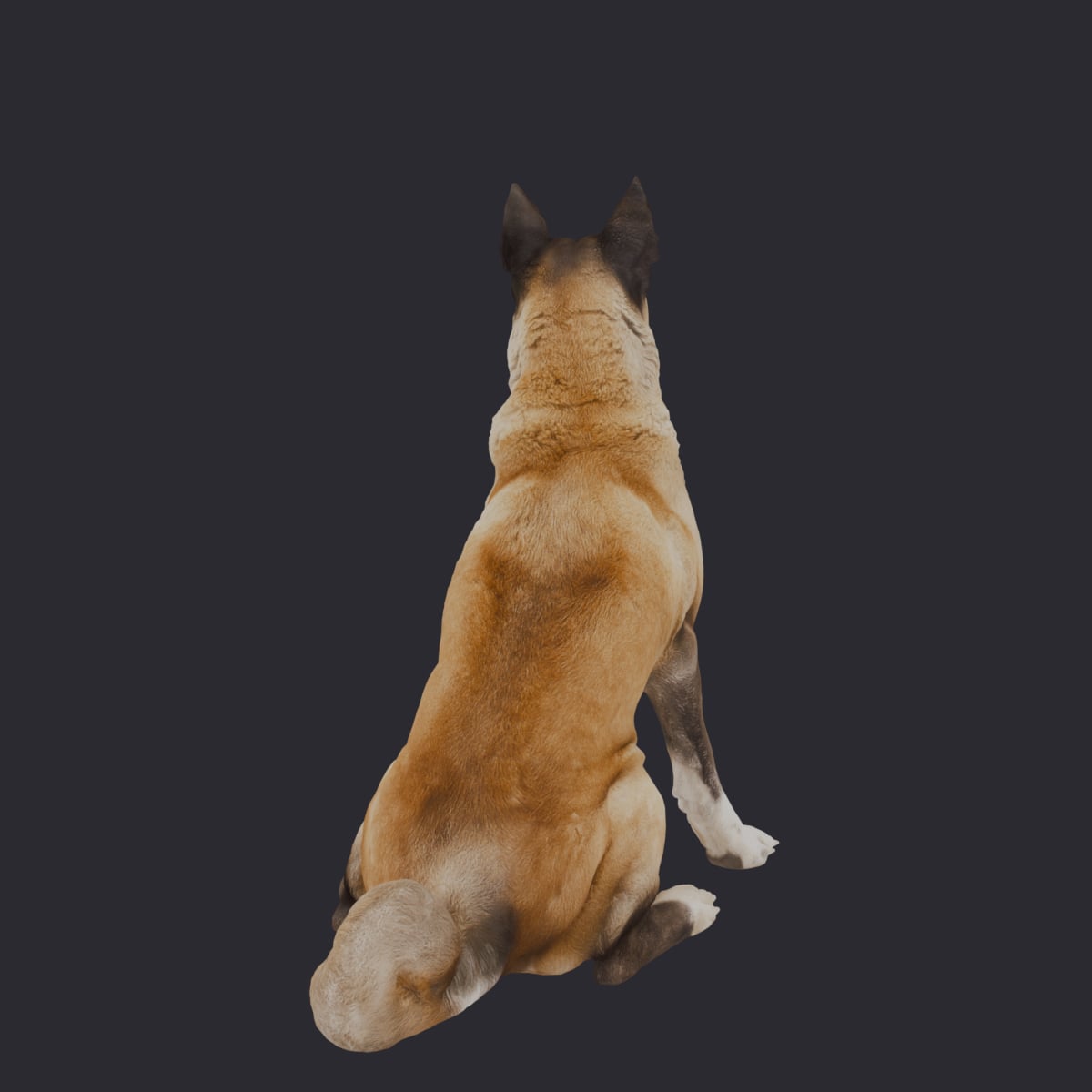 Akita — Sitting Pose — thumbnail 3