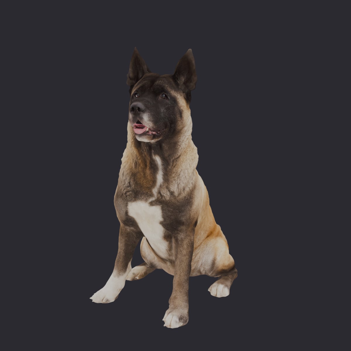 Akita — Sitting Pose — thumbnail 1