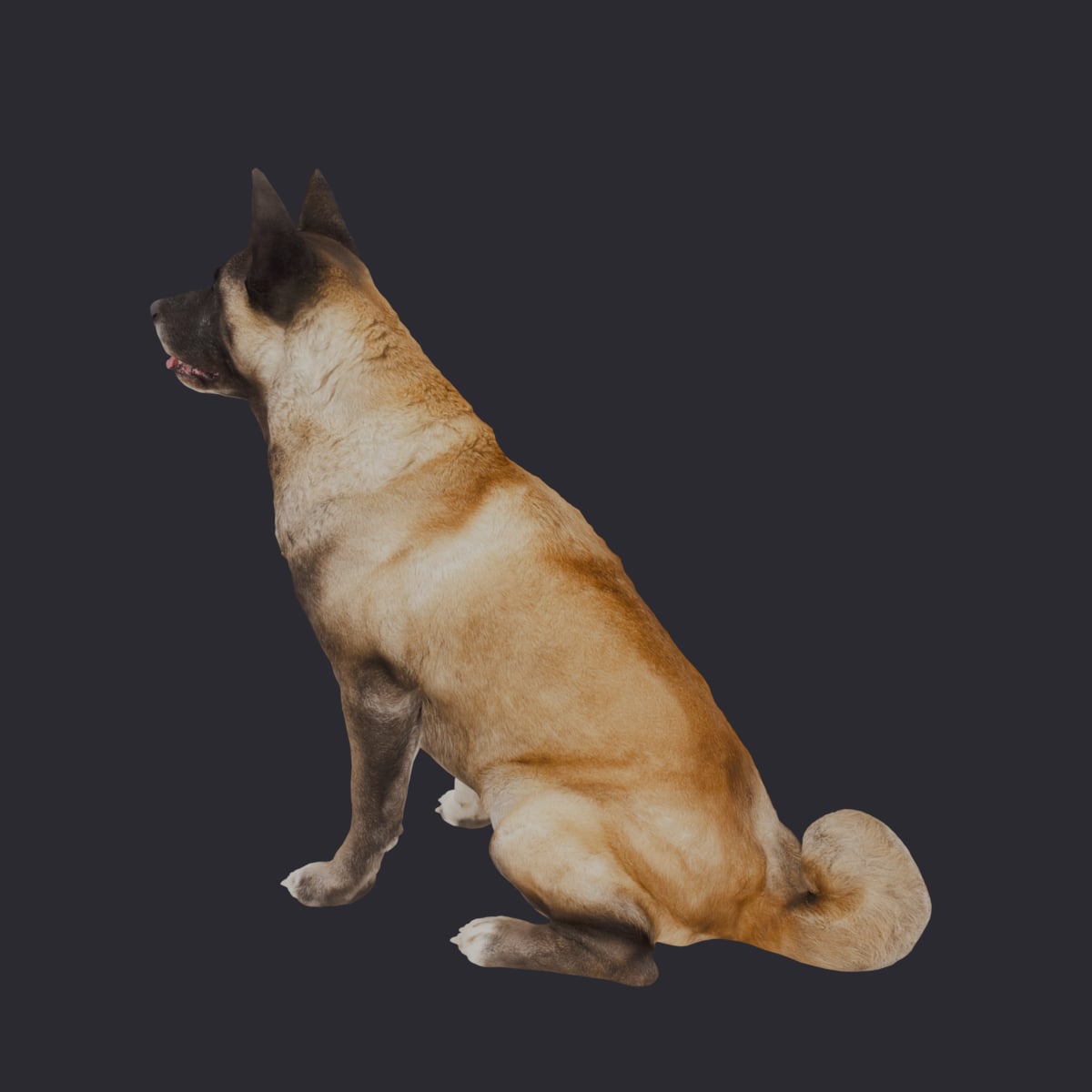 Akita — Sitting Pose — thumbnail 2