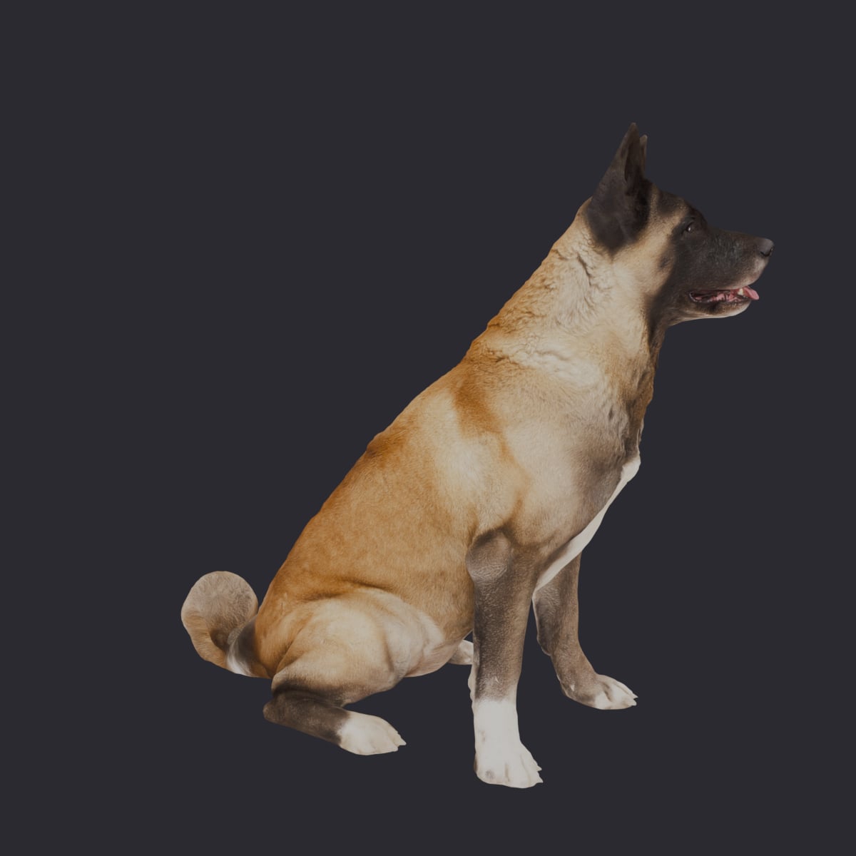 Akita — Sitting Pose — thumbnail 4