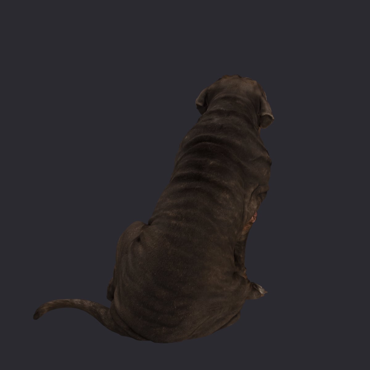 Neapolitan Mastiff — Sitting Pose, Tongue Out — thumbnail 3