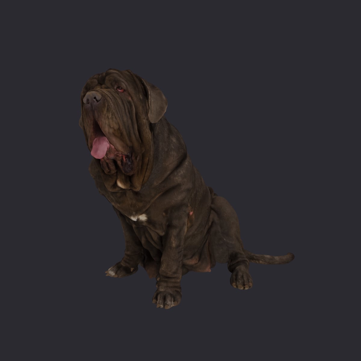 Neapolitan Mastiff — Sitting Pose, Tongue Out — thumbnail 1