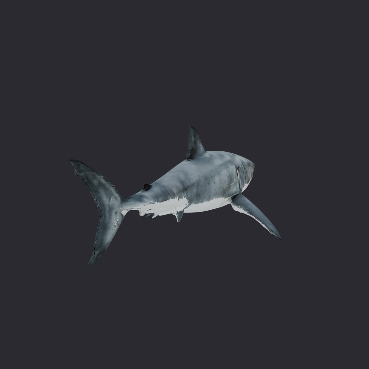 Great White Shark — Swimming Pose 3D Model — thumbnail 3