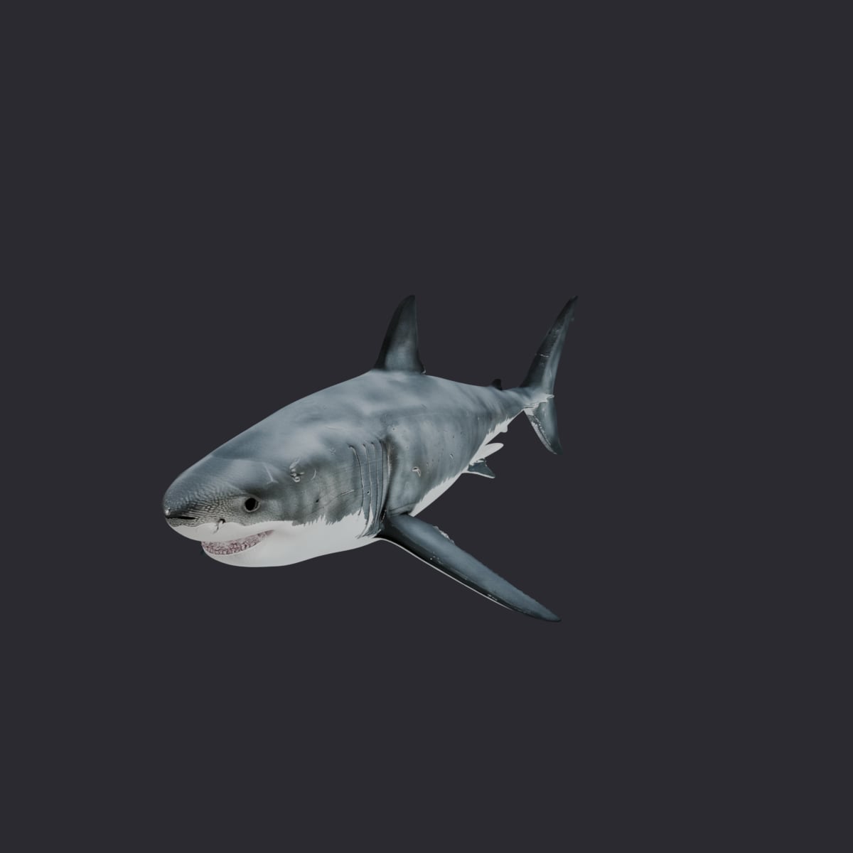 Great White Shark — Swimming Pose 3D Model