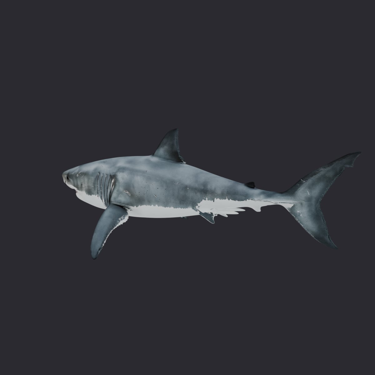 Great White Shark — Swimming Pose 3D Model — thumbnail 2