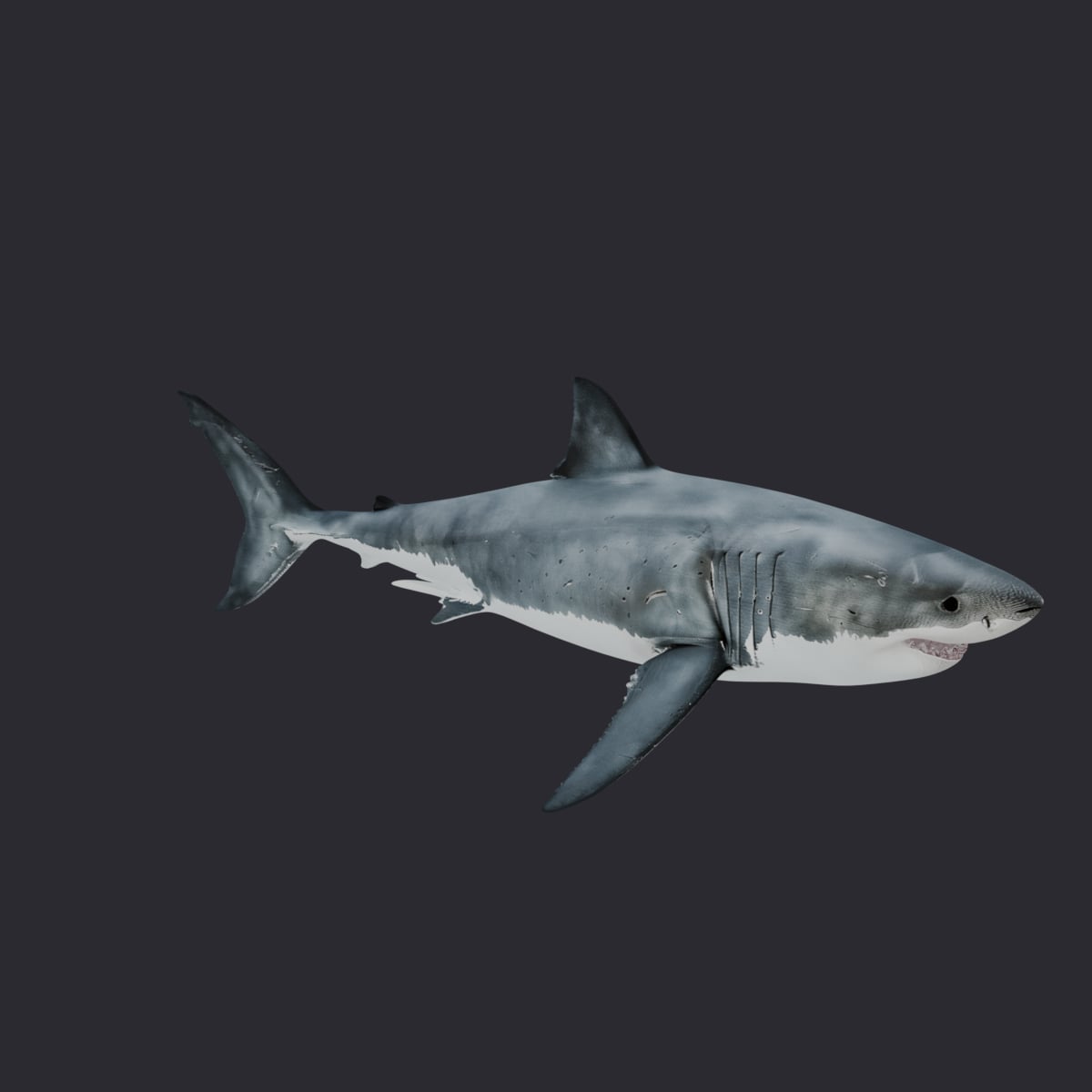 Great White Shark — Swimming Pose 3D Model — thumbnail 4