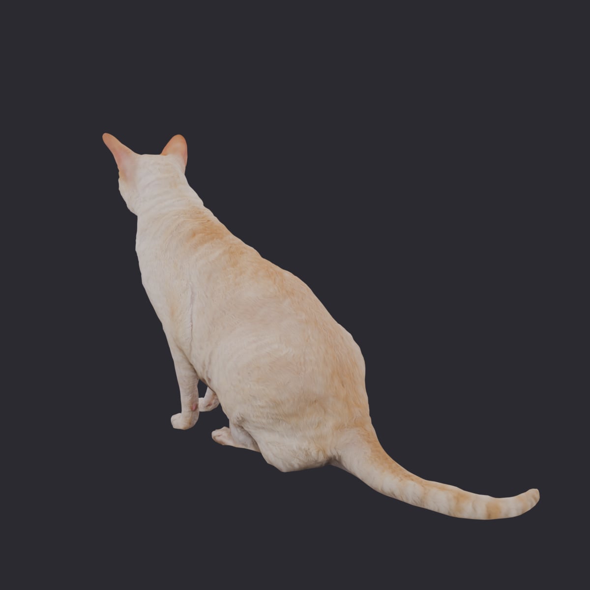 Cornish Rex — Cream Coat, Sitting Pose — thumbnail 3