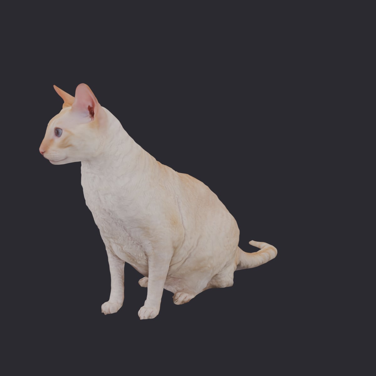 Cornish Rex — Cream Coat, Sitting Pose — thumbnail 2