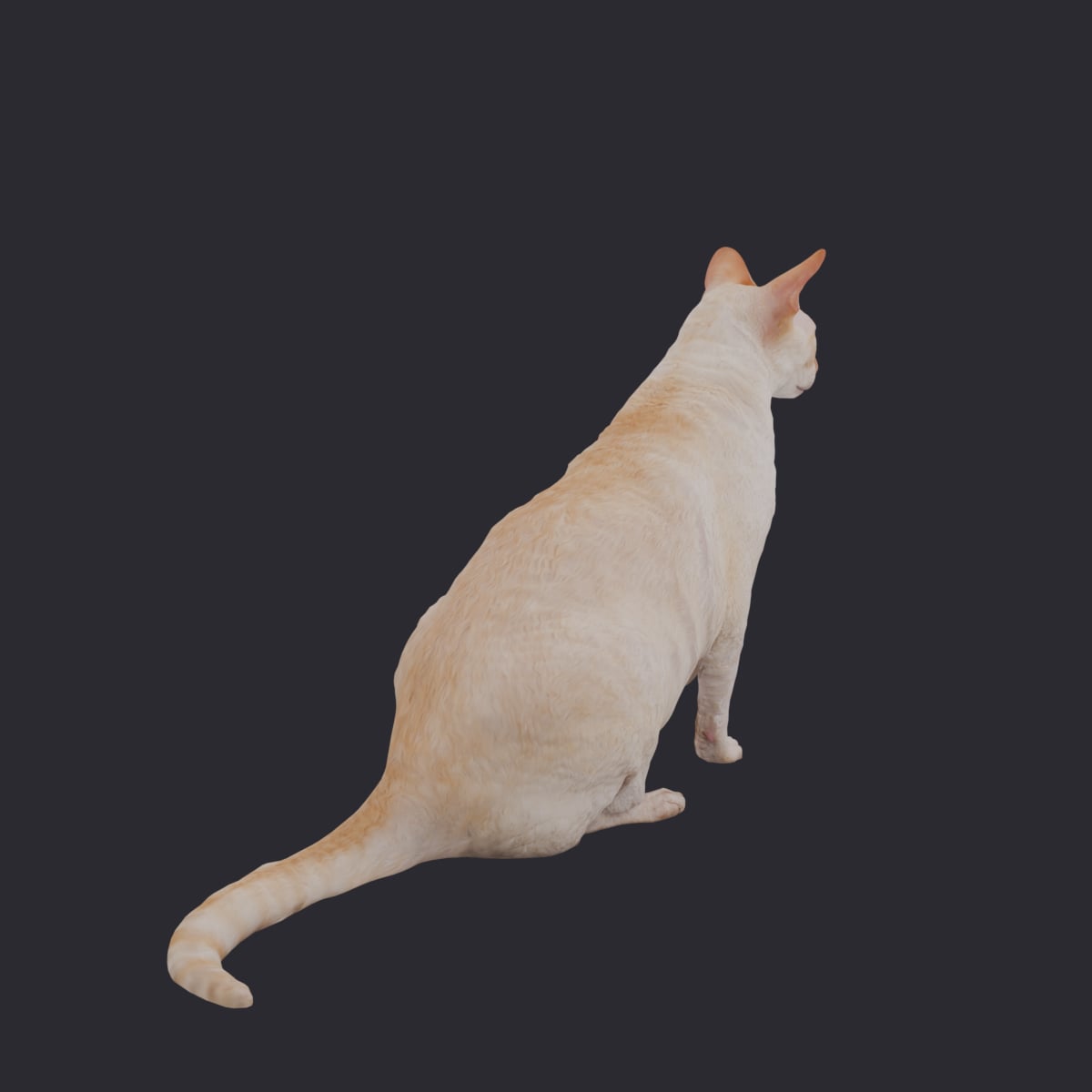 Cornish Rex — Cream Coat, Sitting Pose — thumbnail 4
