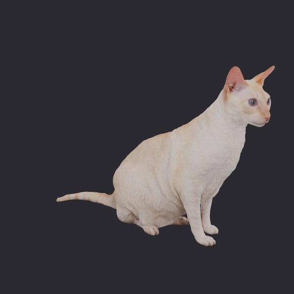 Cornish Rex — Cream Coat, Sitting Pose