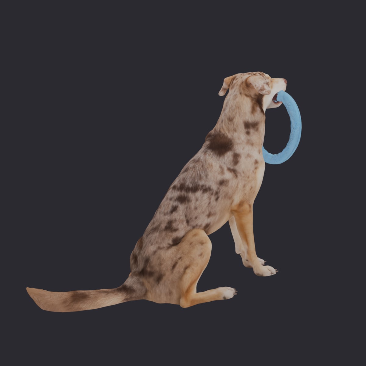 Catahoula Leopard Dog — Sitting with Ring Toy — thumbnail 3
