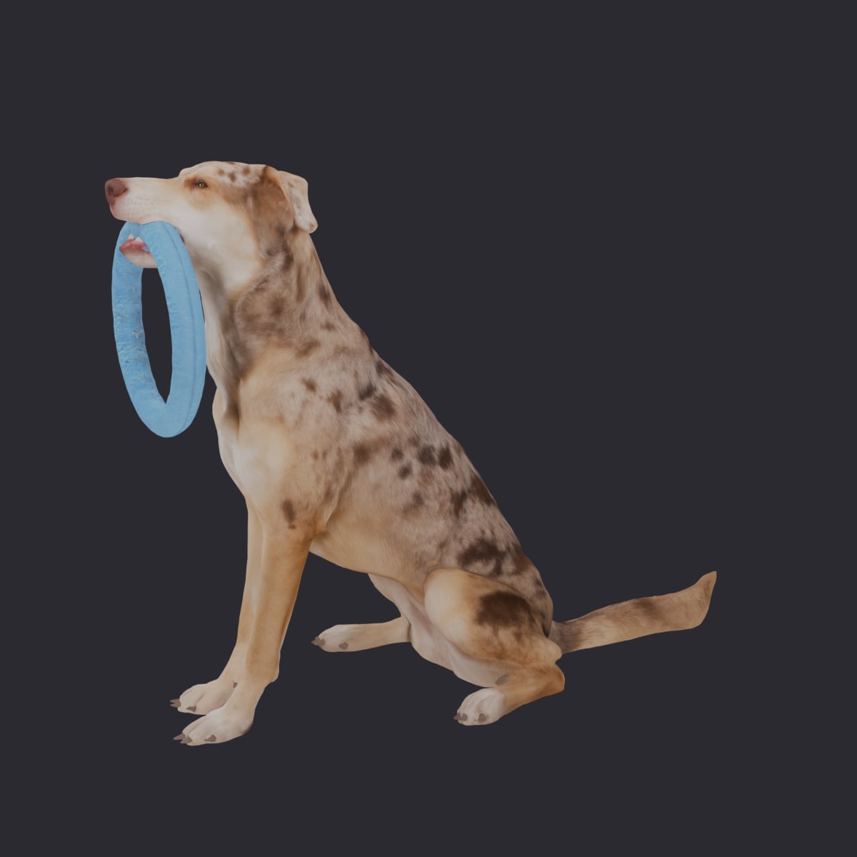 Catahoula Leopard Dog — Sitting with Ring Toy