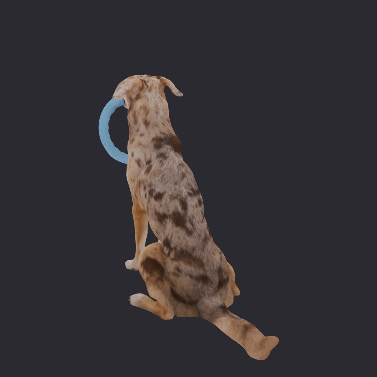 Catahoula Leopard Dog — Sitting with Ring Toy — thumbnail 2