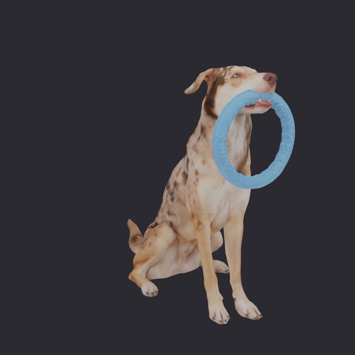 Catahoula Leopard Dog — Sitting with Ring Toy — thumbnail 4