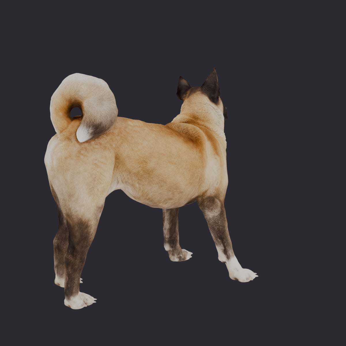 Akita — Standing Pose — thumbnail 3