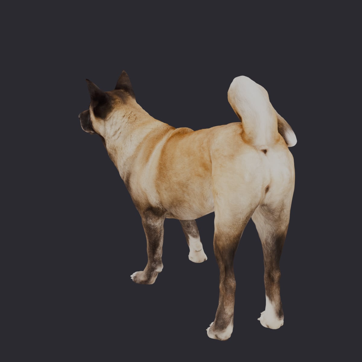 Akita — Standing Pose — thumbnail 2