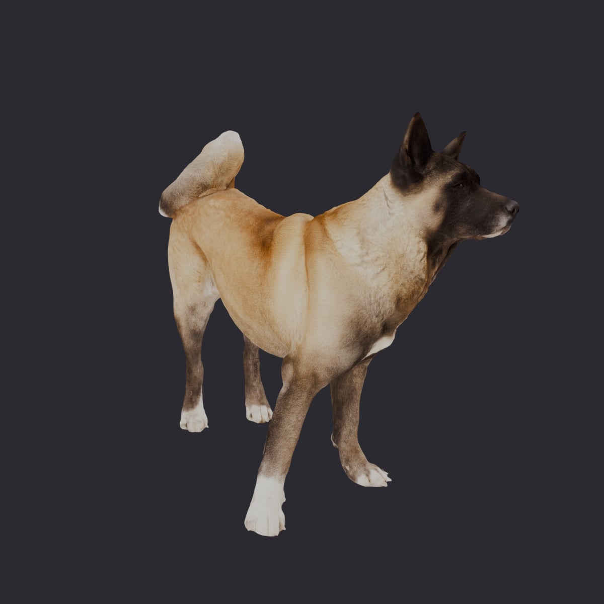 Akita — Standing Pose — thumbnail 4