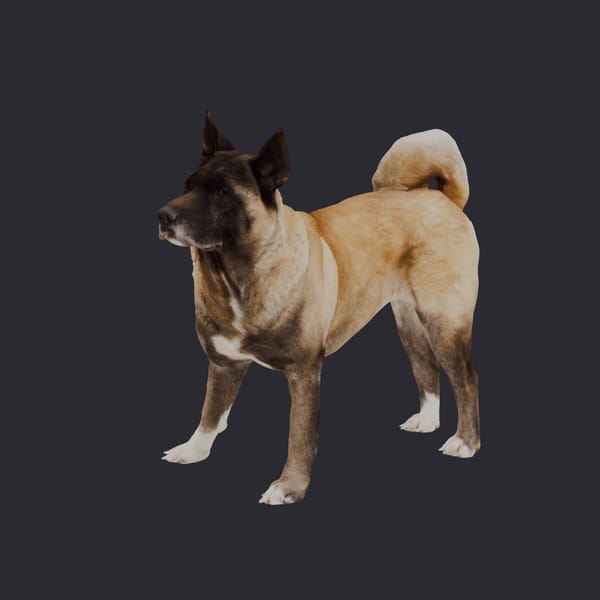Akita — Standing Pose