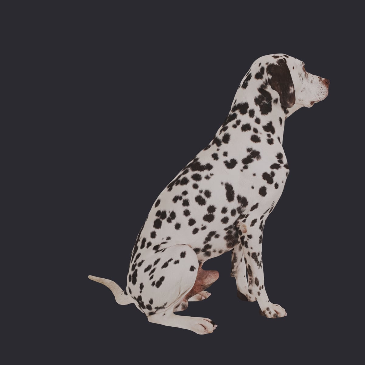 Dalmatian — Sitting Pose — thumbnail 3
