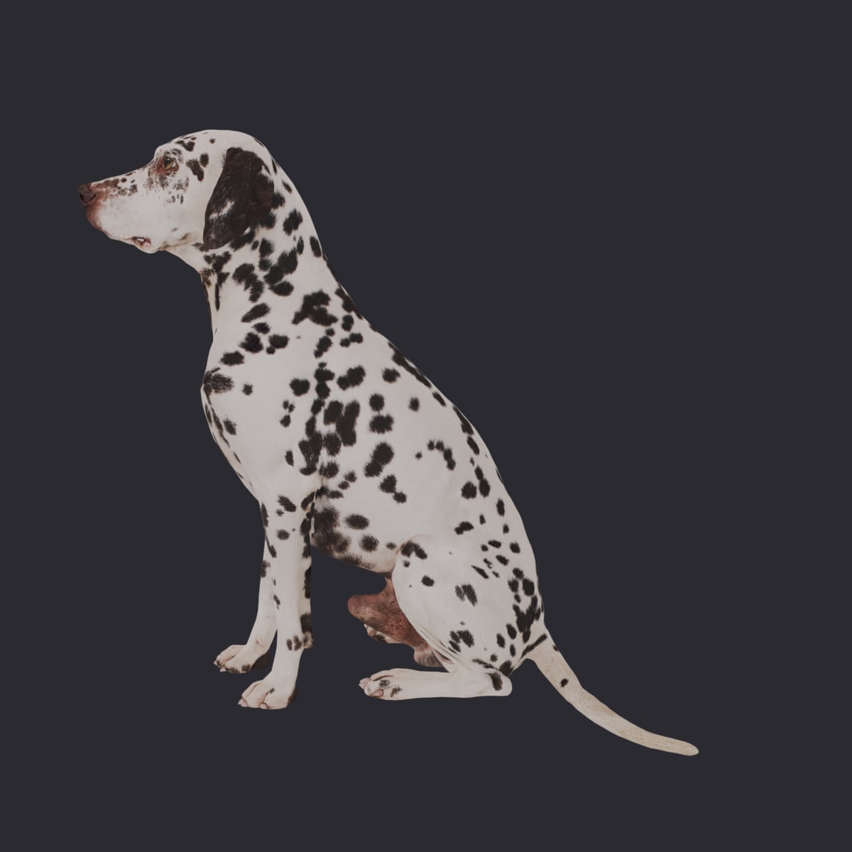 Dalmatian — Sitting Pose — thumbnail 1