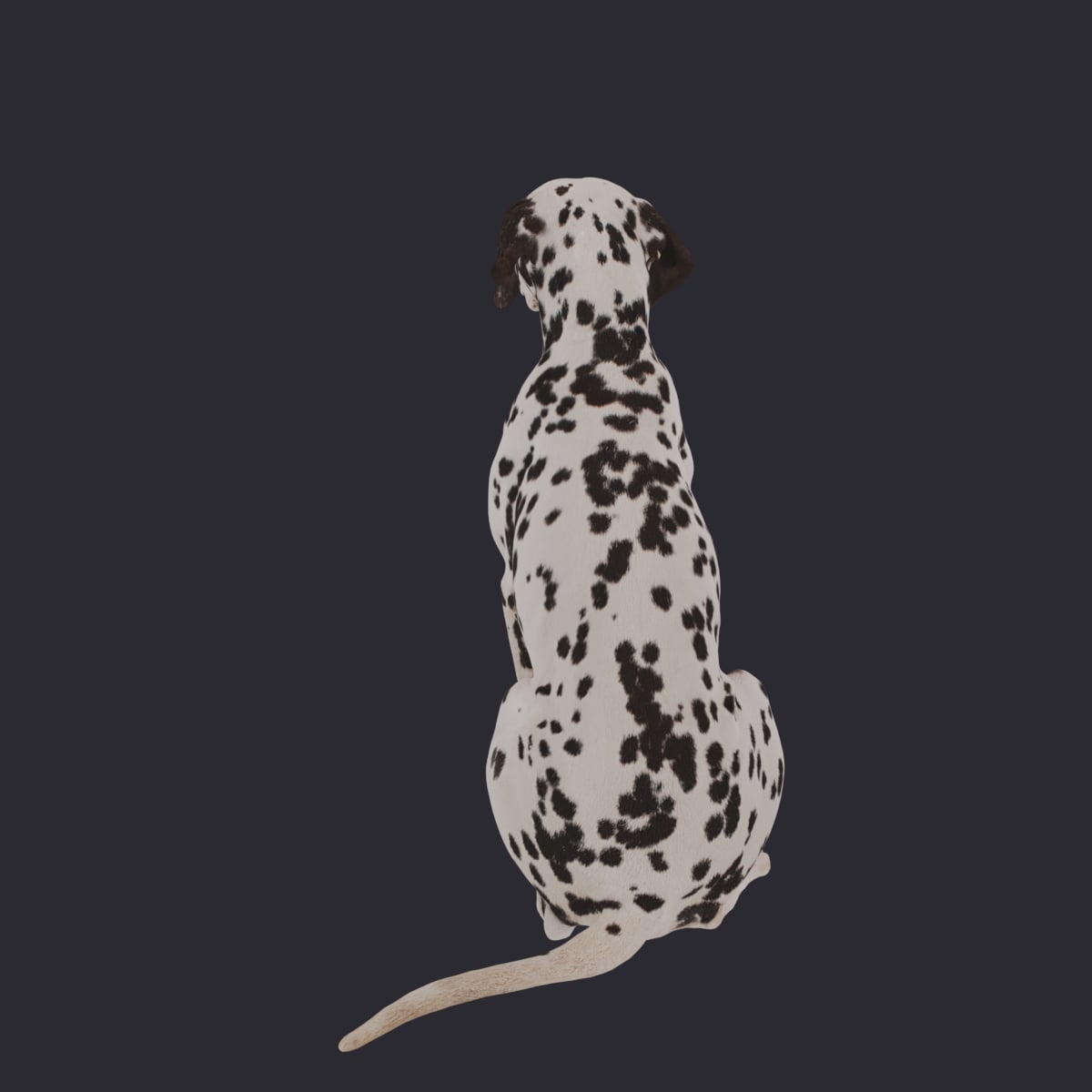Dalmatian — Sitting Pose — thumbnail 2