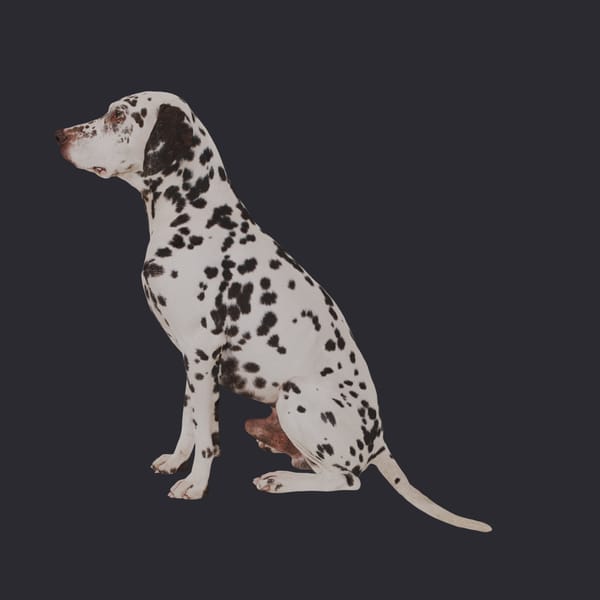 Dalmatian — Sitting Pose