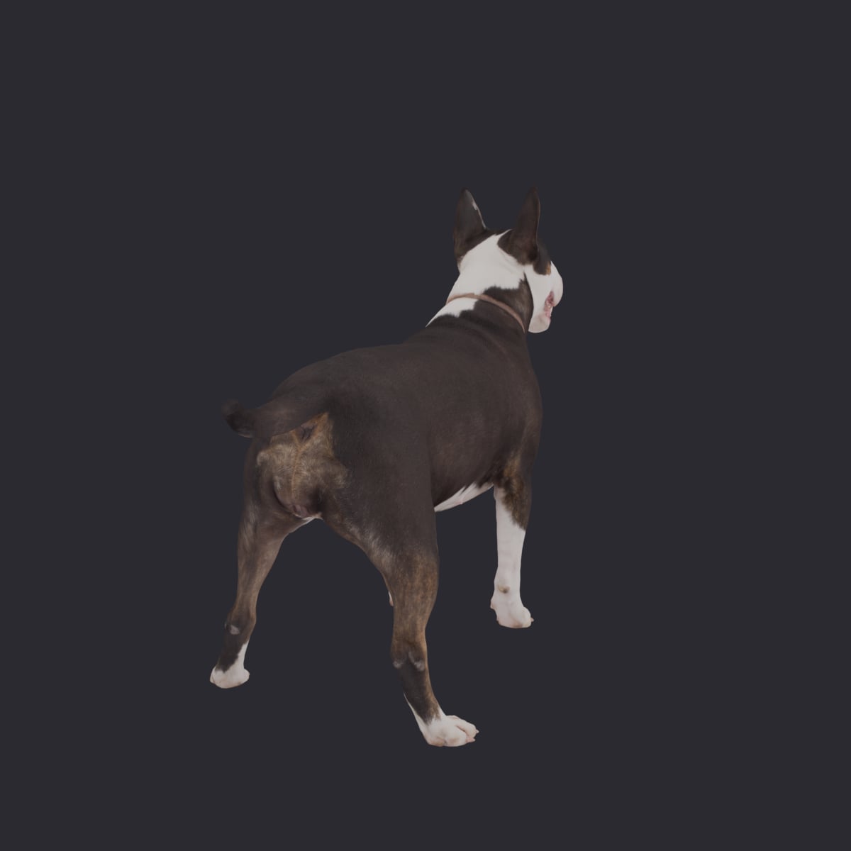 Bull Terrier — Standing Pose — thumbnail 3