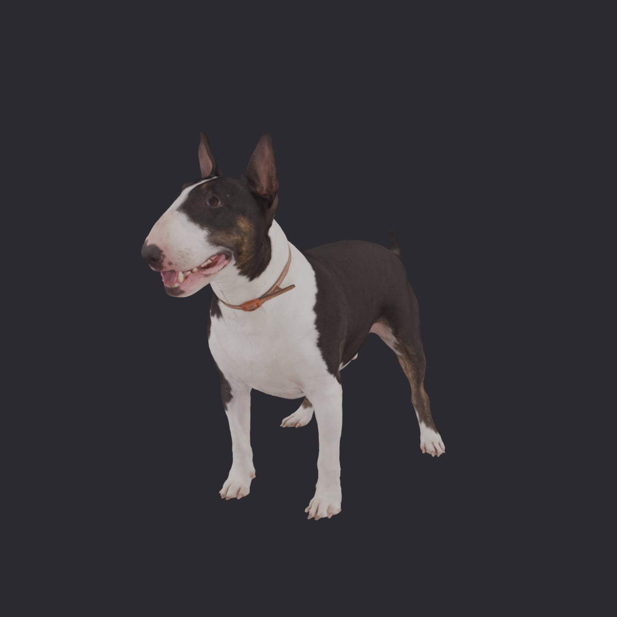 Bull Terrier — Standing Pose
