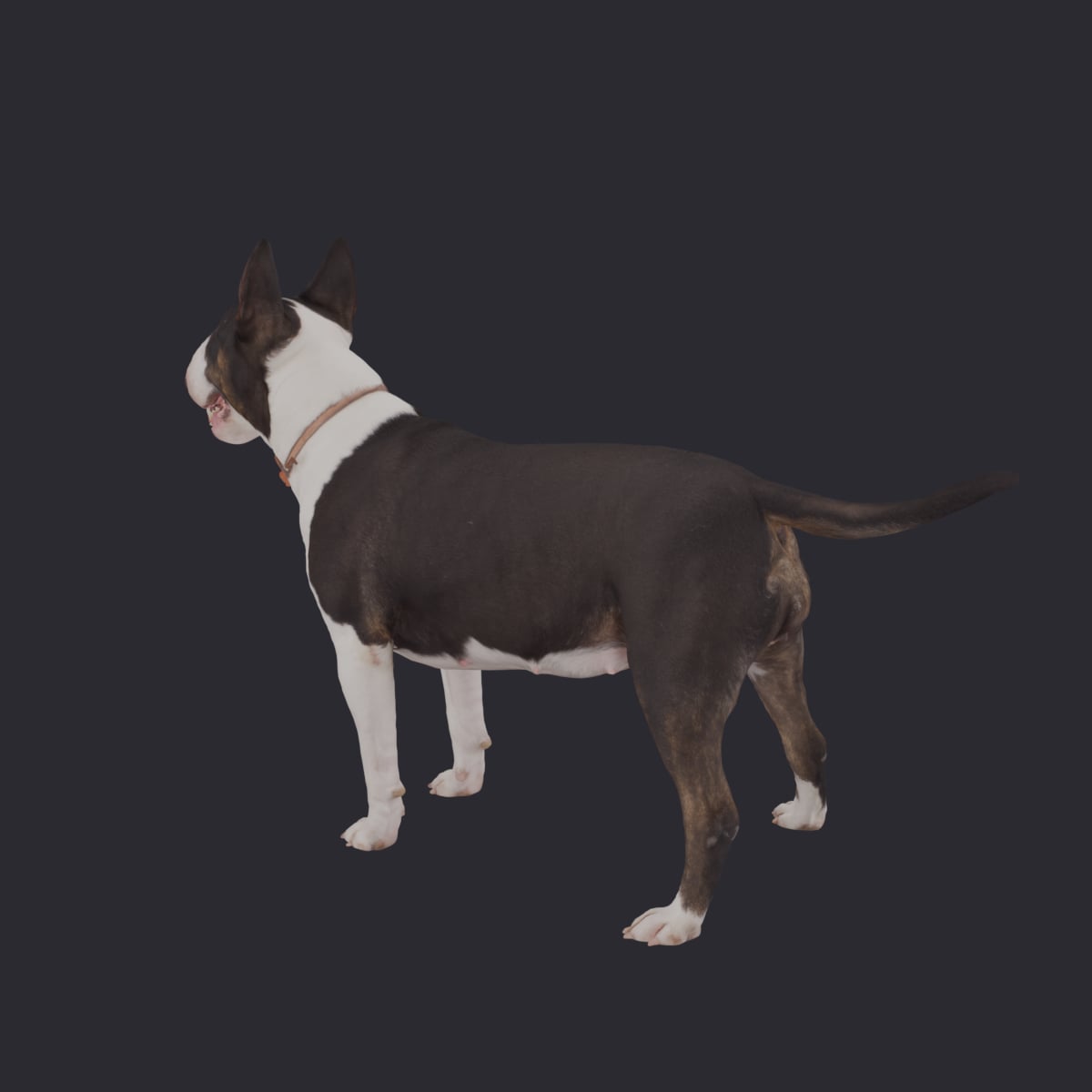 Bull Terrier — Standing Pose — thumbnail 2