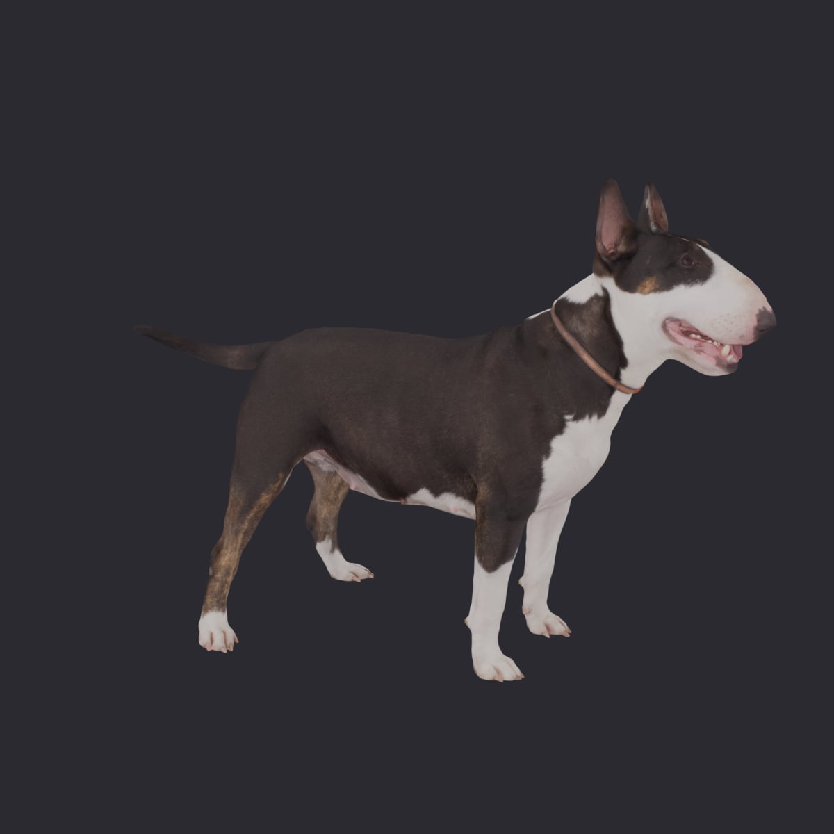 Bull Terrier — Standing Pose — thumbnail 4