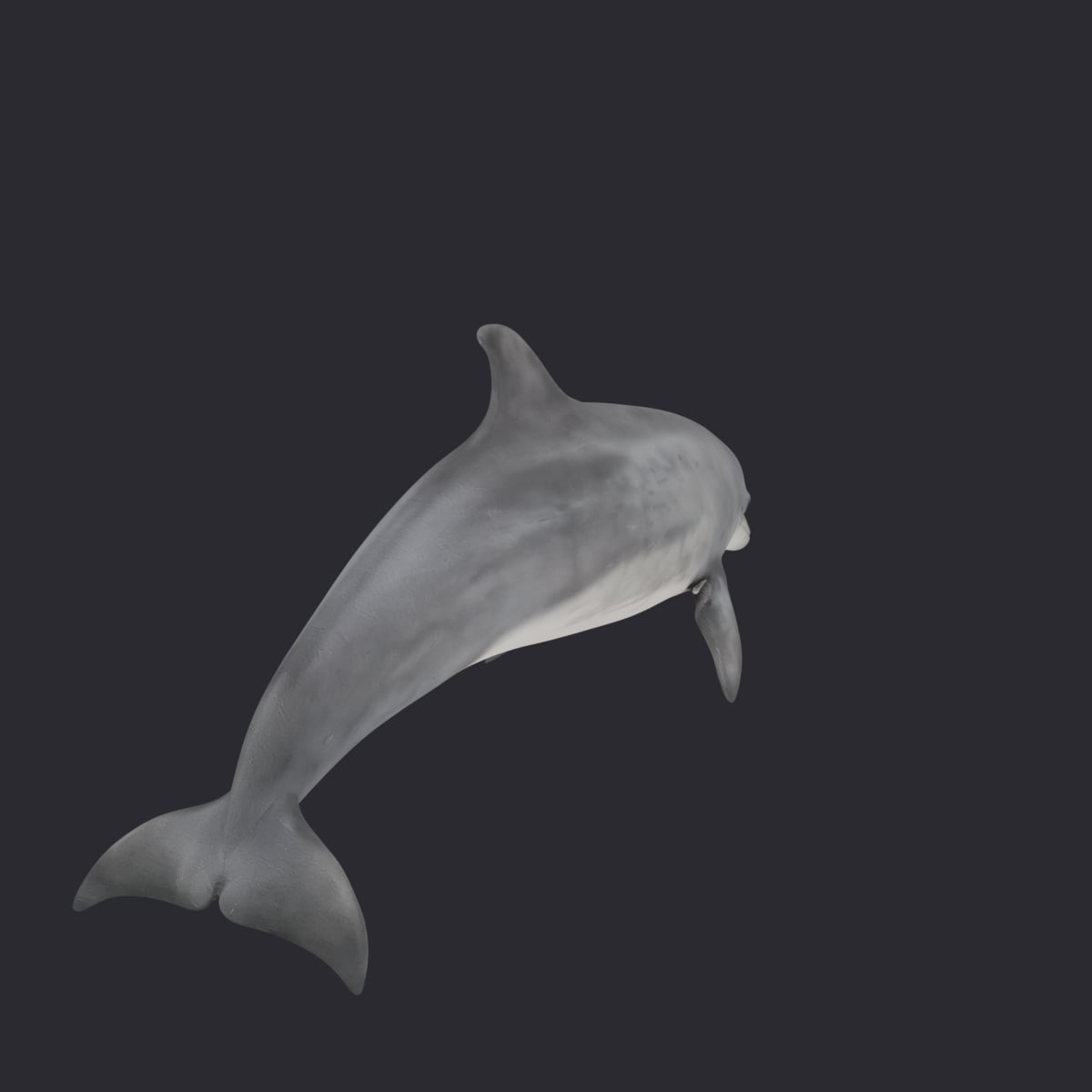 Bottlenose Dolphin — Leaping Swim Pose — thumbnail 3