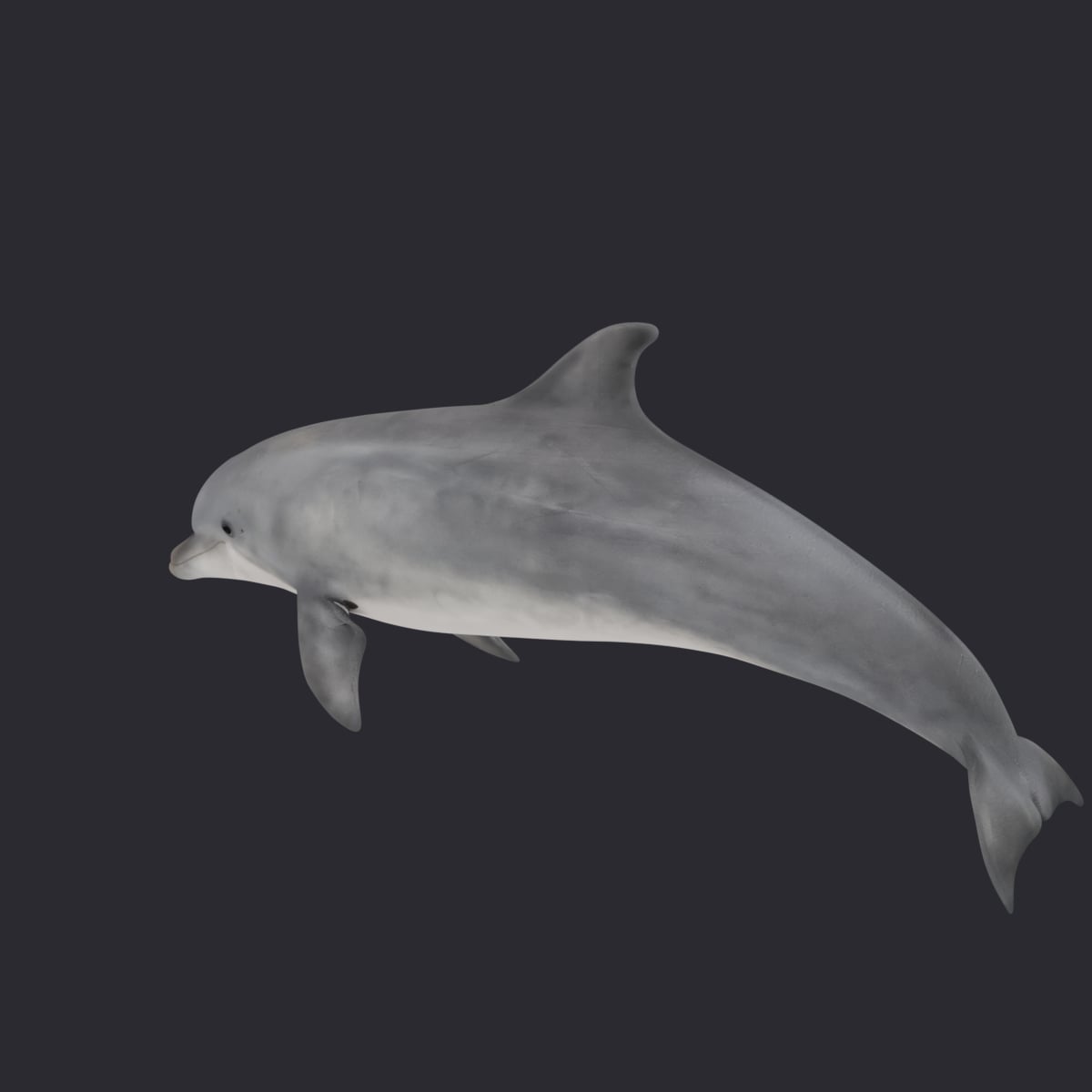 Bottlenose Dolphin — Leaping Swim Pose — thumbnail 2