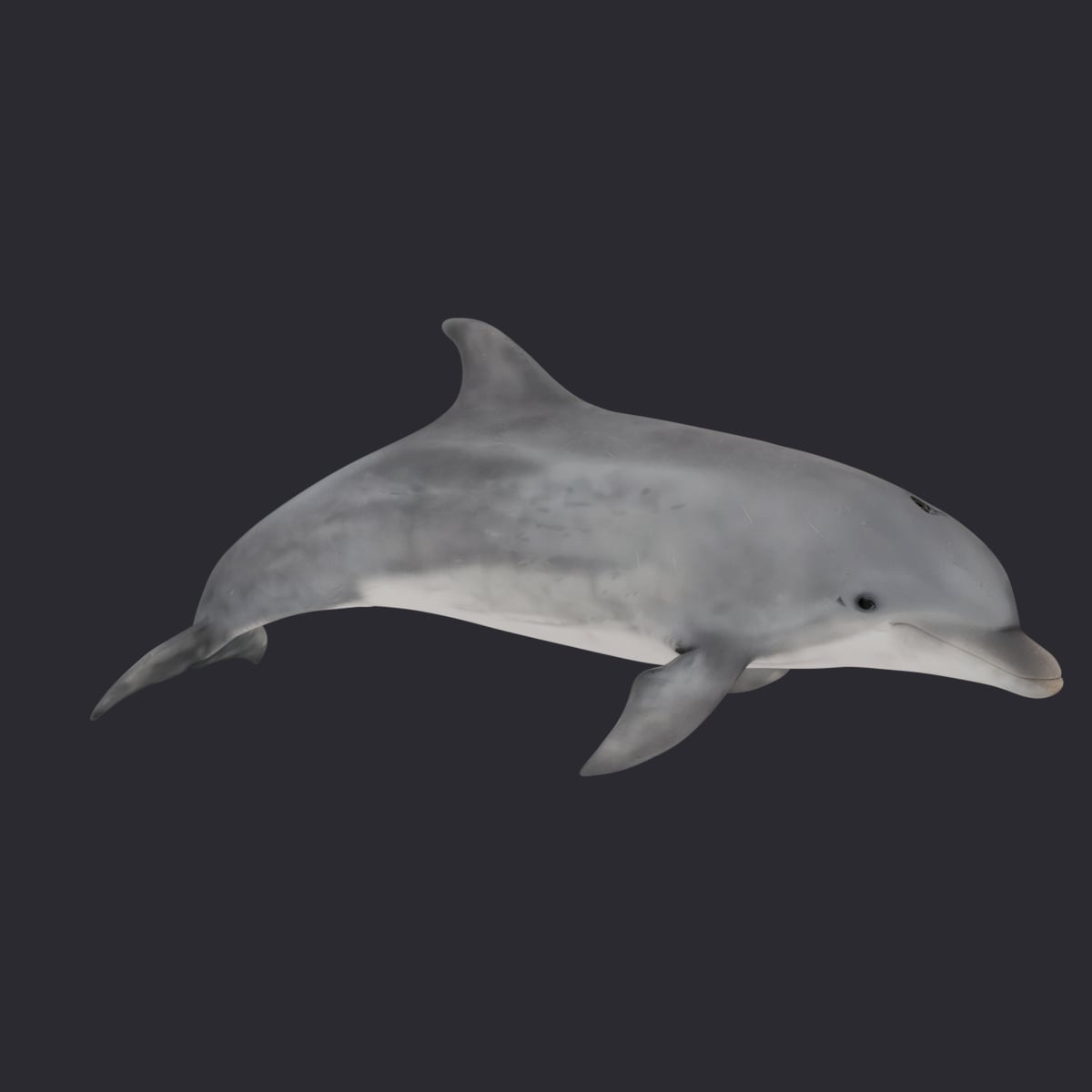 Bottlenose Dolphin — Leaping Swim Pose — thumbnail 4