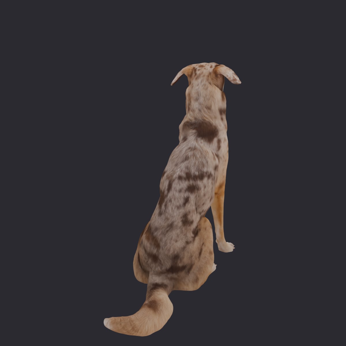 Domestic Dog — Sitting Pose, Looking Up — thumbnail 3