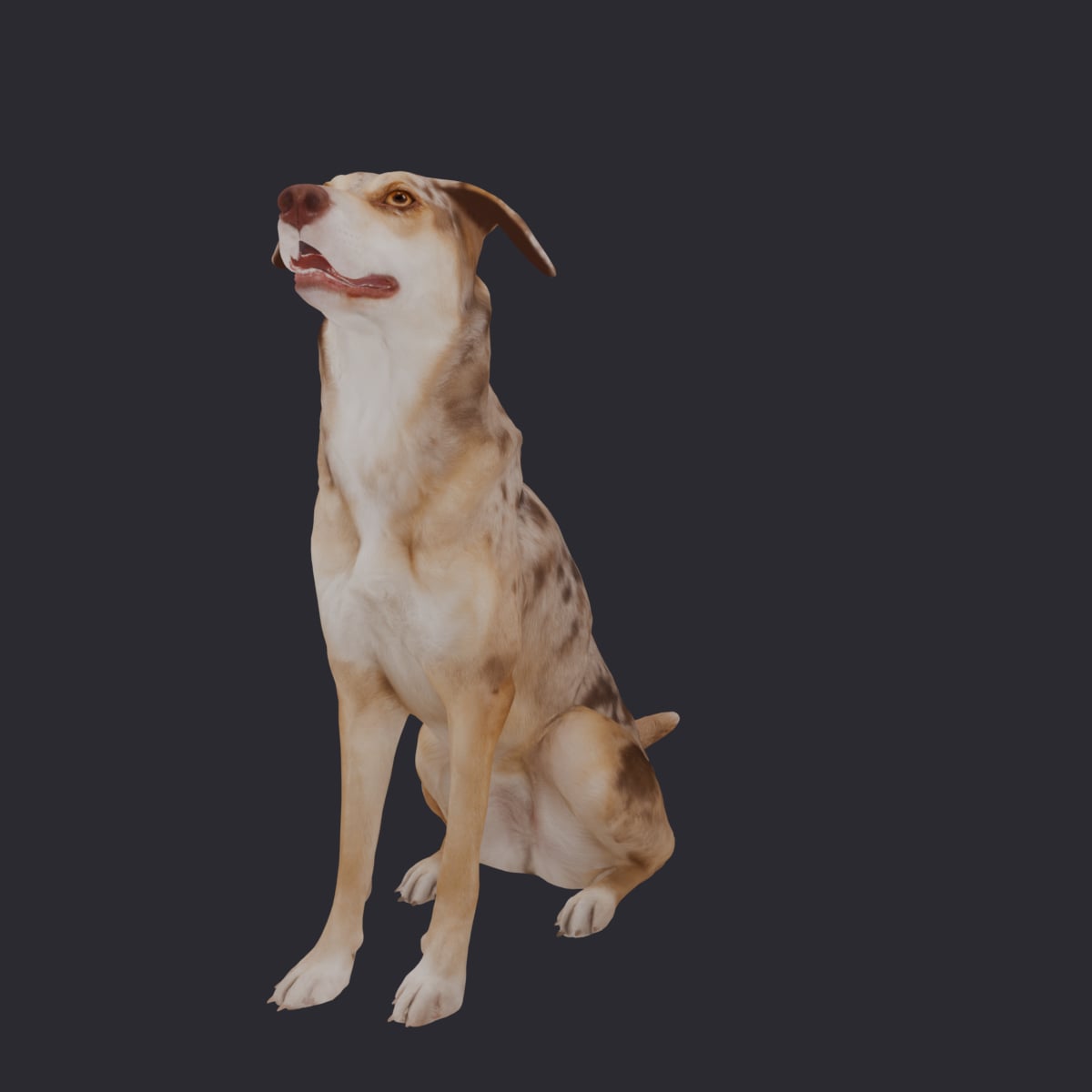 Domestic Dog — Sitting Pose, Looking Up