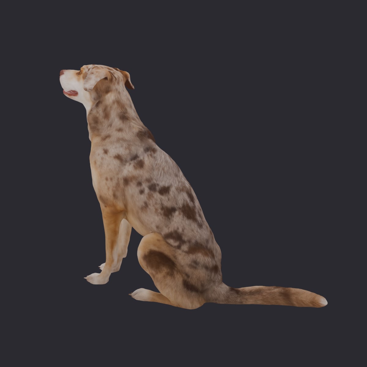 Domestic Dog — Sitting Pose, Looking Up — thumbnail 2