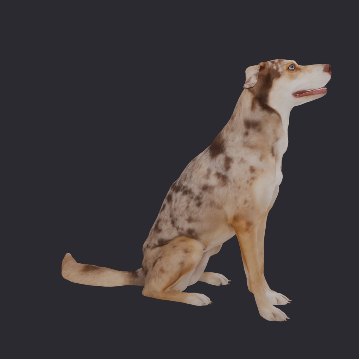 Domestic Dog — Sitting Pose, Looking Up — thumbnail 4
