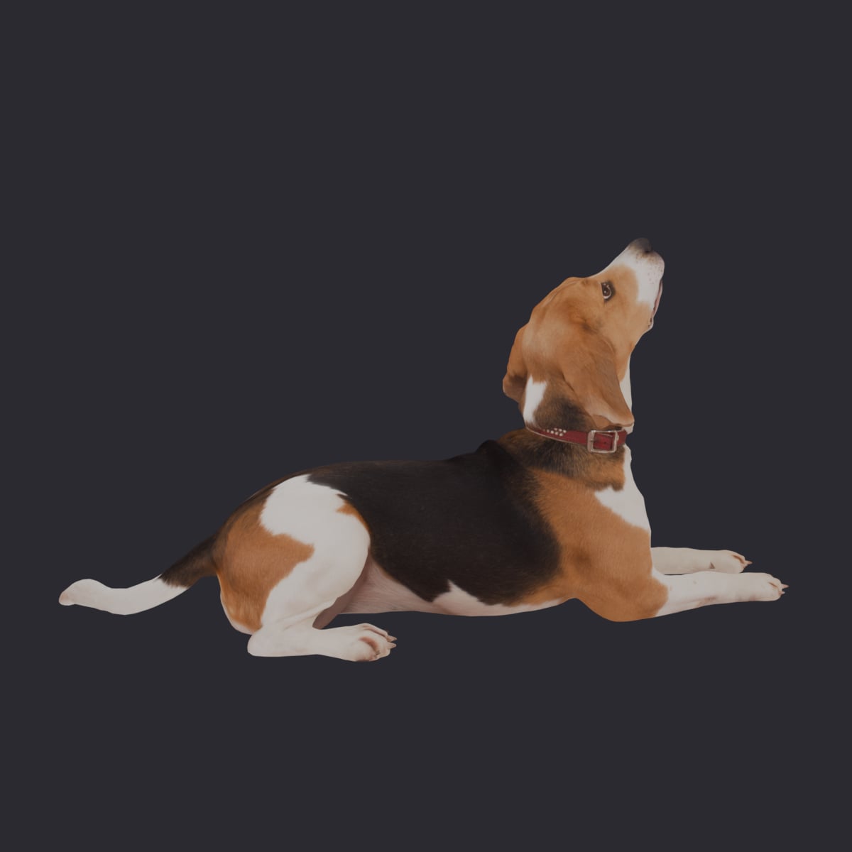Beagle — Lying Pose, Collar and Tag — thumbnail 3