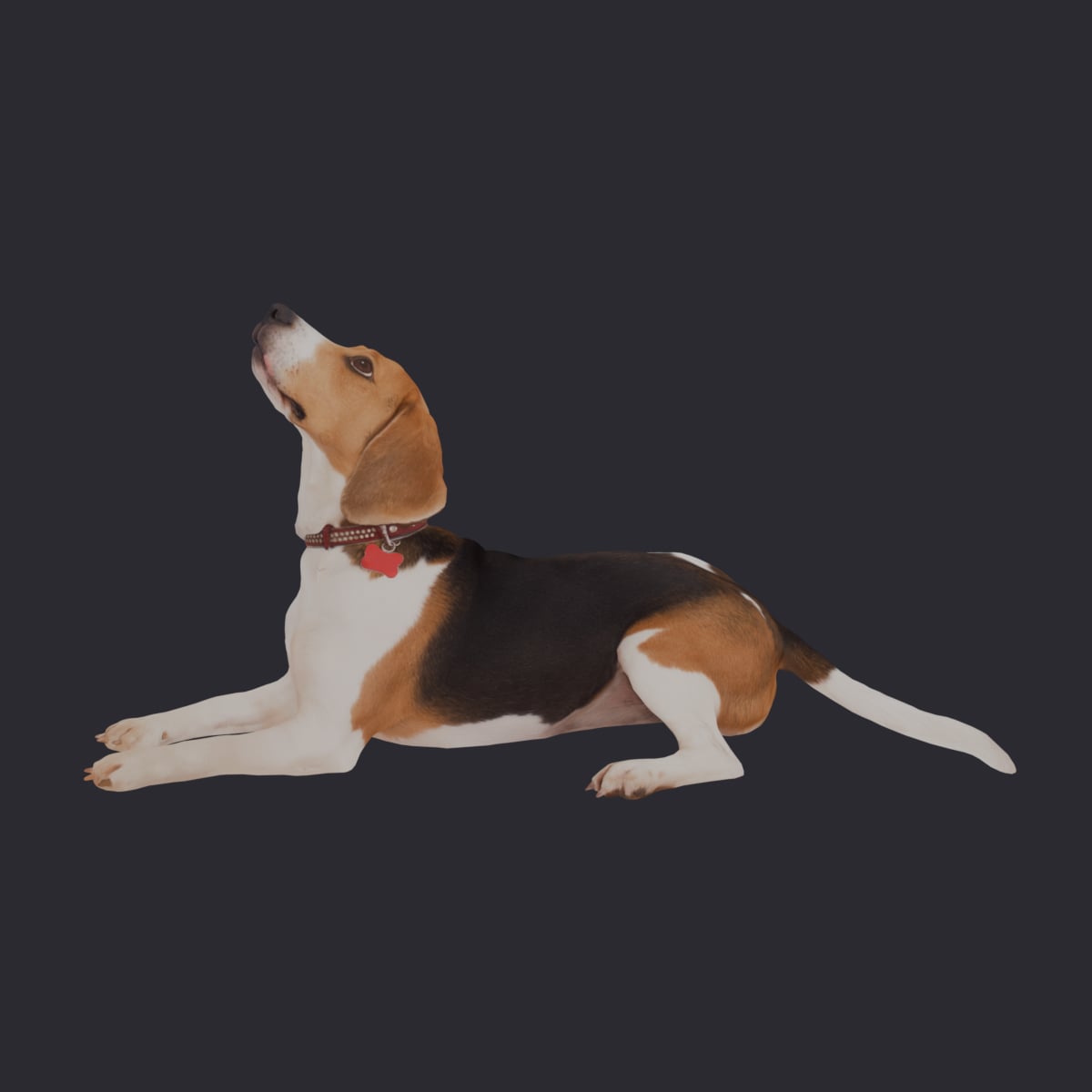 Beagle — Lying Pose, Collar and Tag