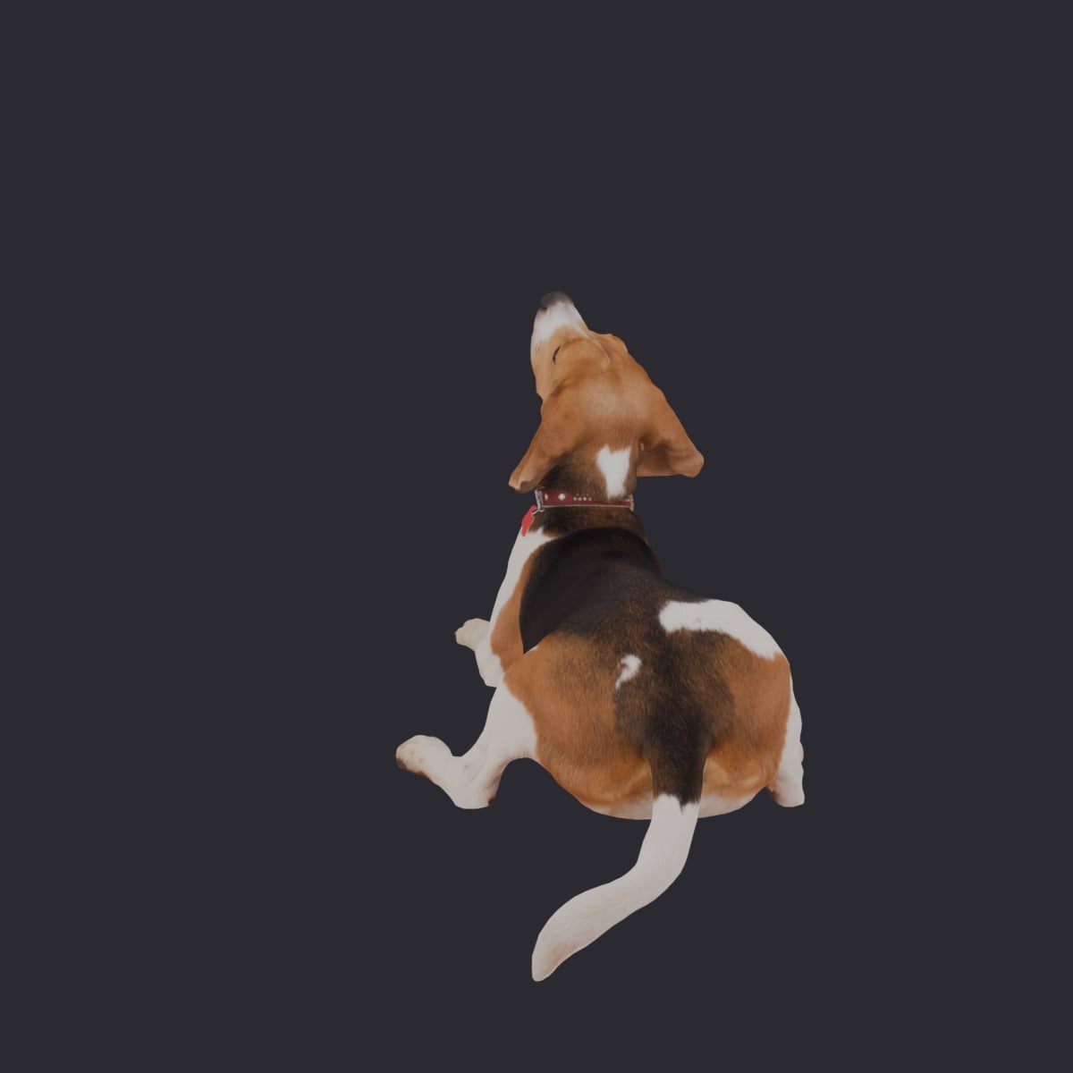 Beagle — Lying Pose, Collar and Tag — thumbnail 2