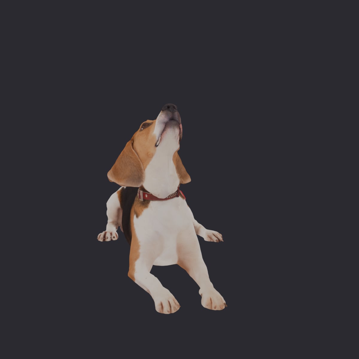 Beagle — Lying Pose, Collar and Tag — thumbnail 4