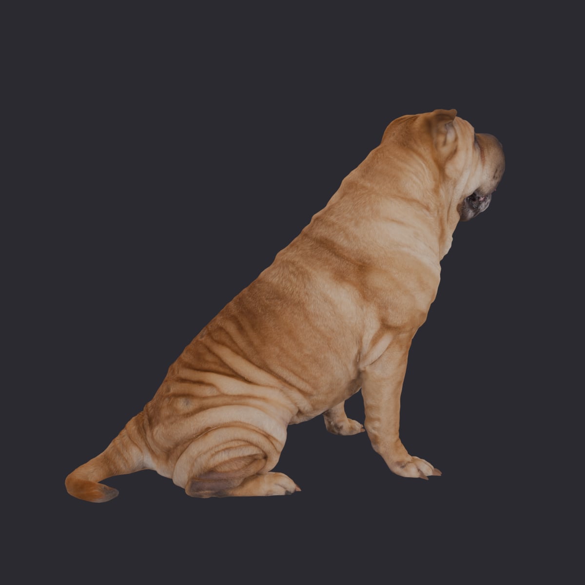 Shar Pei — Sitting Pose Wrinkled Dog Model — thumbnail 3