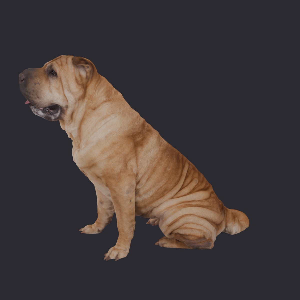 Shar Pei — Sitting Pose Wrinkled Dog Model